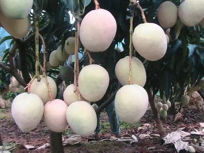 好消息!攀枝花啟動芒果深加工項目,以后想吃芒果干、芒果醬再也不用網購了!