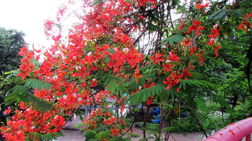 攀枝花地名背后有意思的故事