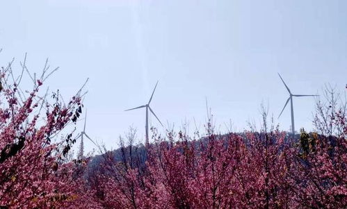 四川攀枝花市長虞平 打造釩鈦和清潔能源 兩大千億產業 建實氫能產業示范城市