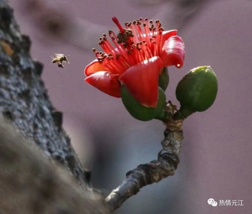 愛了 元江人除了攀枝花之外,還喜歡來這片花海