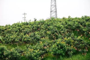 步步高精準(zhǔn)扶貧首入川西南,10萬斤凱特芒解果農(nóng)燃眉之急