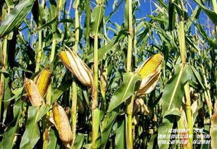 四川特產(chǎn)糧豆 四川地理標志產(chǎn)品糧豆大全