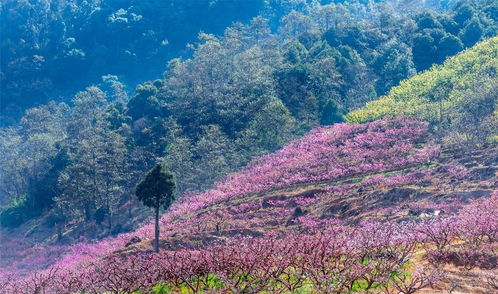 花開天府題記 這是庚子年經(jīng)歷了風(fēng)雨的春暖花開