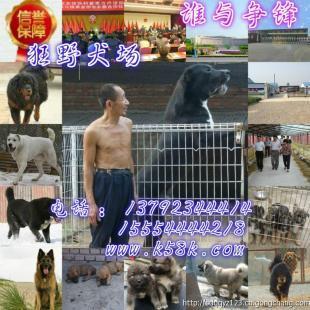 攀枝花肉狗養(yǎng)殖場(chǎng)肉狗苗崽價(jià)格_農(nóng)副產(chǎn)品_世界工廠網(wǎng)