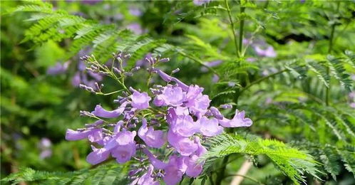 攀枝花最早的藍(lán)花楹開(kāi)了,周末約起