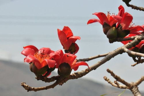 攀枝花成 過(guò)冬養(yǎng)老 新寵,超七成市民是東北人,比昆明還安逸