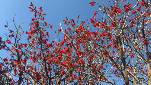 攀枝花人,放假前先告訴你一個(gè)好消息