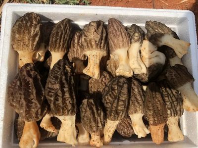 春天&ldquo;第一鮮&rdquo;上市,攀枝花這款農(nóng)產(chǎn)品供不應(yīng)求