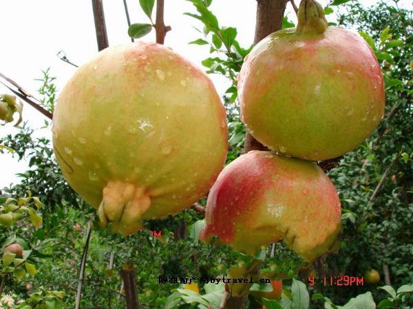 四川攀西大田石榴_四川攀西大田石榴的介紹_四川攀西大田石榴的圖片_郵編查詢(xún)網(wǎng)