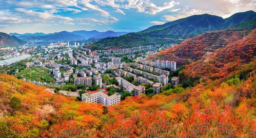 春游四川賞花精品線路推介 攀枝花 陽(yáng)光鳳凰花藍(lán)花楹 之旅