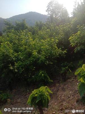 [黑桑葚黑桑葚 四川省攀枝花市鹽邊縣 價(jià)格3斤