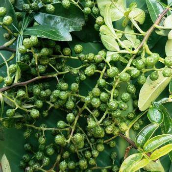 農(nóng)產(chǎn)品批發(fā)供應(yīng)商張獻(xiàn)祥 - 惠農(nóng)網(wǎng)電腦版