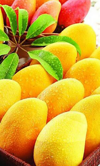 芒果批發(fā)價(jià)格_芒果采購(gòu)報(bào)價(jià)_芒果產(chǎn)地供應(yīng)