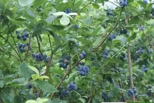 攀枝花的 藍(lán)胖紙 即將上市啦 為你獻(xiàn)上摘藍(lán)莓攻略