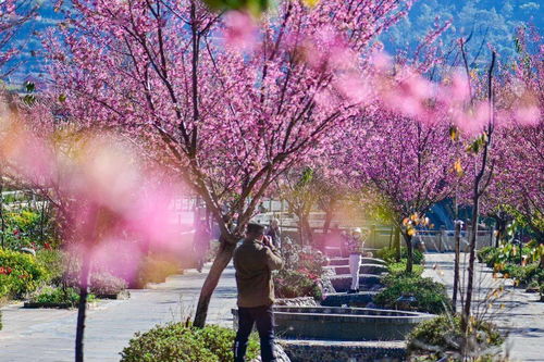 英雄攀枝花 陽(yáng)光康養(yǎng)地丨最南端 最溫暖 在仁和遇見(jiàn)粉色的冬天