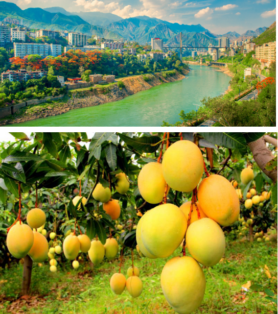 攀枝花巡游記之一個(gè)芒果的告白