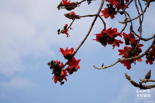 攀枝花開(kāi)紅艷艷 大理這個(gè)地方能用它做美食