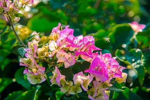 首屆攀枝花花舞人間三角梅花語(yǔ)節(jié)開(kāi)幕