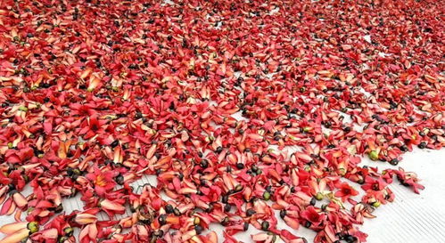 忘了他,來元江,我撿攀枝花養你.....