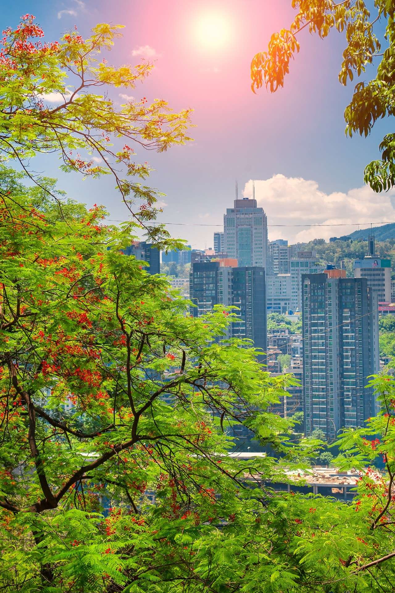 五月的攀枝花,鳳凰花瘋狂怒放,已美成畫!(附海量高清美圖)