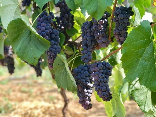 攀 望的生活 蘇鐵花開 相約西區(qū)