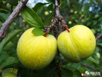 元謀新華鄉(xiāng)首屆鄉(xiāng)村旅游暨桃李節(jié)盛大開幕!