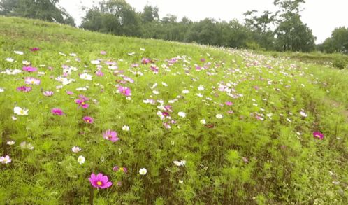 ta竟藏在這里 攀枝花這片格桑花海惹人醉