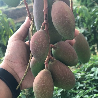 攀枝花芒果 陽光的味道，鹽邊的驕傲